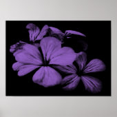 Poster Fleurs violettes Imprimer (Devant)