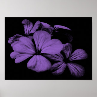 Poster Fleurs violettes Imprimer