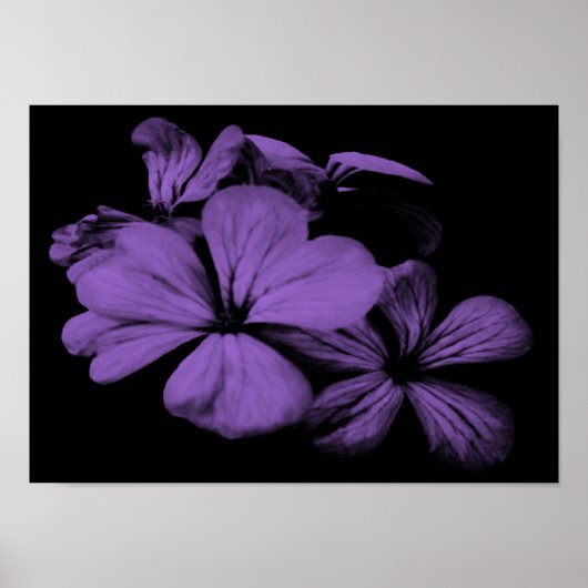 Poster Fleurs violettes Imprimer (Devant)
