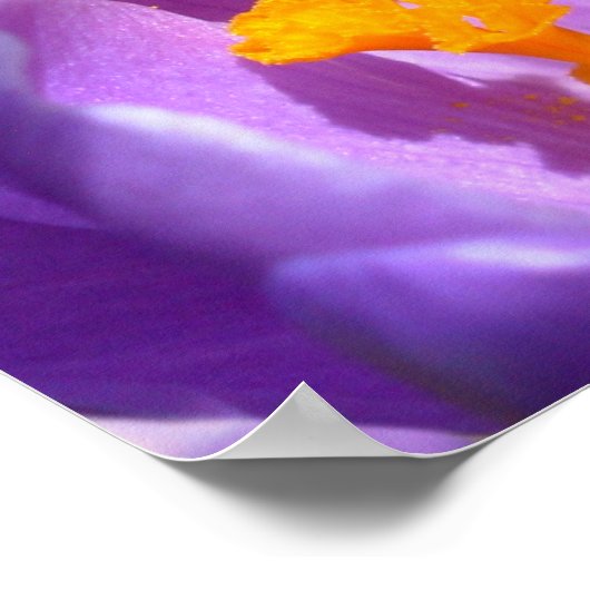 Poster Fleurs violettes Imprimer Crocus bleu Décor (Coin)