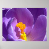 Poster Fleurs violettes Imprimer Crocus bleu Décor (Devant)