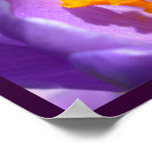 Poster Fleurs violettes Imprimer Décor d'affiche Crocus b (Coin)