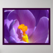 Poster Fleurs violettes Imprimer Décor d'affiche Crocus b (Devant)