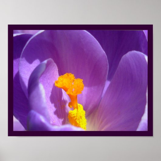 Poster Fleurs violettes Imprimer Décor d'affiche Crocus b (Devant)