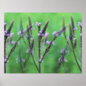Poster Fleurs violettes Vervain Multipliées (Devant)