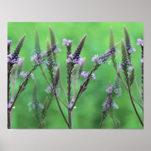 Poster Fleurs violettes Vervain Multipliées (Devant)