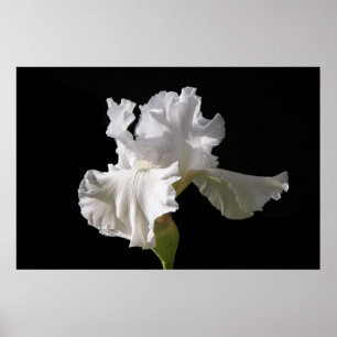 Poster Fleurs   White Iris