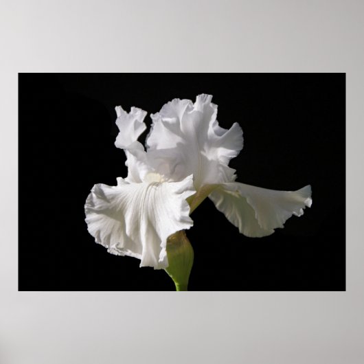 Poster Fleurs | White Iris (Devant)