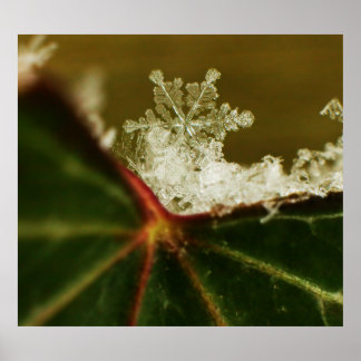 Poster Flocon de neige 2009 Blizzard