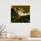 Poster Flocon de neige 2009 Blizzard (Cuisine)