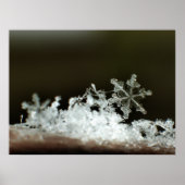 Poster Flocon de neige 2009 Blizzard (Devant)