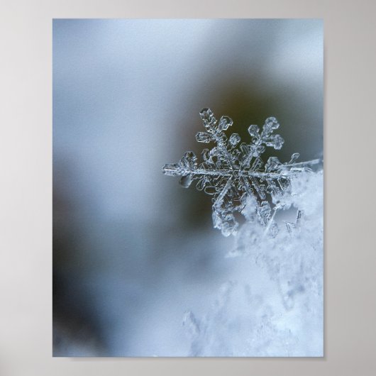 Poster Flocon de neige Icy (Devant)