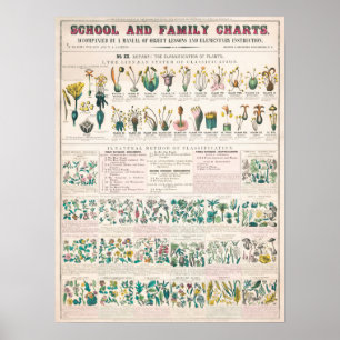 Poster Flora botanique vintage