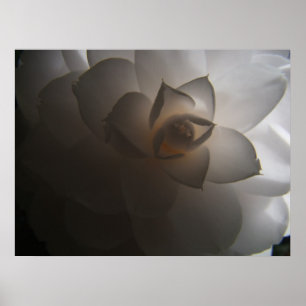 Poster Flora Dramatica