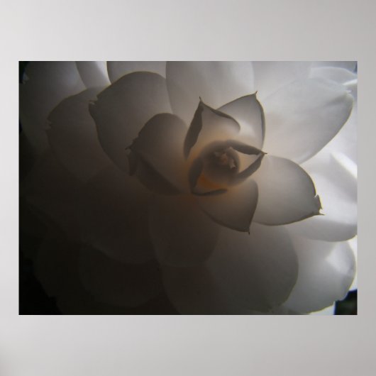 Poster Flora Dramatica (Devant)