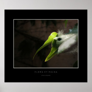 Poster Flora et faune