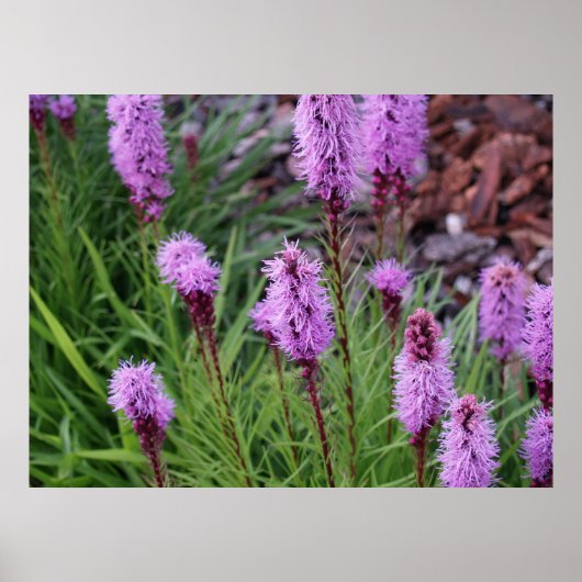 Poster Floraison (Devant)