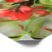 Poster Floraison de coing rouge (Coin)