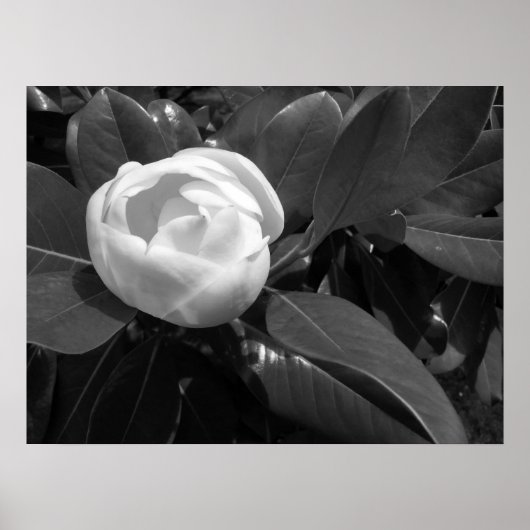 Poster Floraison de magnolia en noir et blanc (Devant)