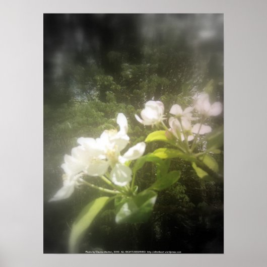 Poster floraisons de pomme #2, focale noir et blanc (Devant)