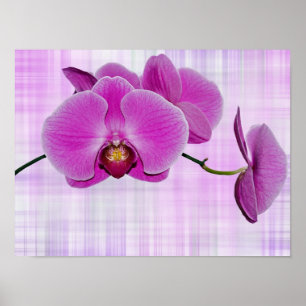 Poster Floraisons d'orchidée