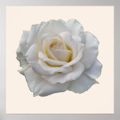 Poster Floral Beige Rose blanche (Devant)