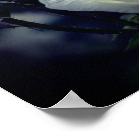 Poster Floral blanc Rosebud Trio (Coin)