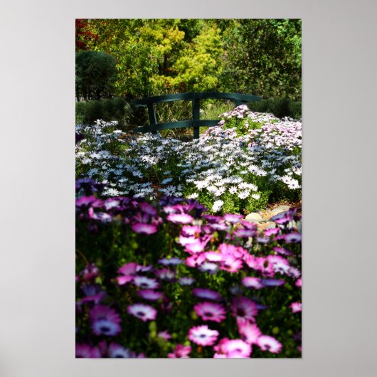 Poster "Floral Bridge", African Daisies (Devant)