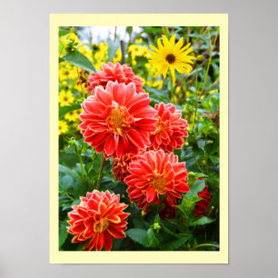 Poster Floral dahlias rouge