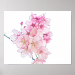 Poster Floral de Sakura rose et blanc cerise