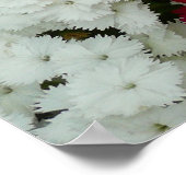 Poster Floral Dianthus blanc, rose et rouge (Coin)