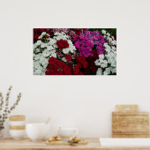 Poster Floral Dianthus blanc, rose et rouge (Cuisine)