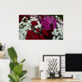 Poster Floral Dianthus blanc, rose et rouge (Bureau à domicile)