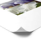 Poster Floral d'Iris blanc et violet (Coin)