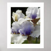 Poster Floral d'Iris blanc et violet (Devant)