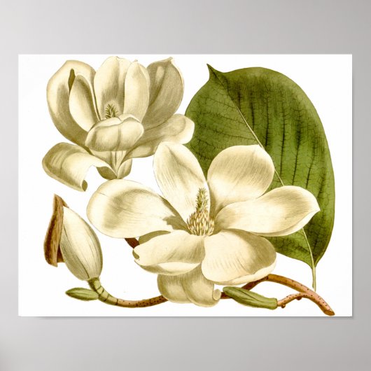Poster Floral Magnolias Blanc Imprimer (Devant)