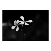 floral noir et blanc minimal