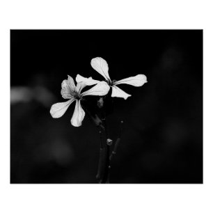 Poster floral noir et blanc minimaliste