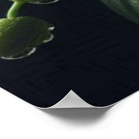 Poster Floral Orchidée blanche (Coin)