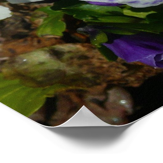 Poster Floral Purple and White Pansies (Coin)