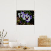 Poster Floral Purple and White Pansies (Cuisine)