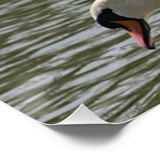 Poster floral Swan (Coin)