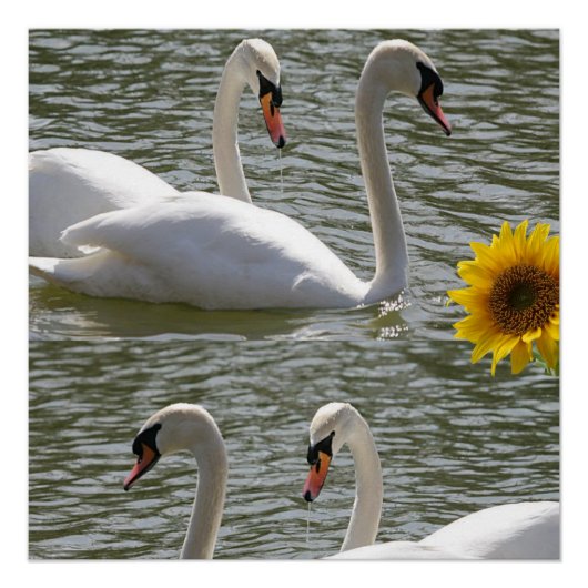 Poster floral Swan de tournesol (Devant)