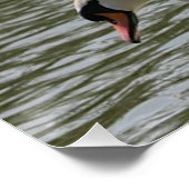 Poster floral Swan de tournesol (Coin)