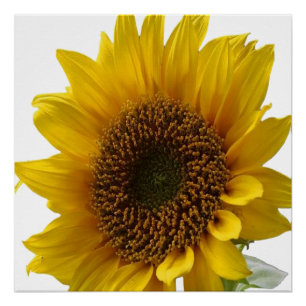 Poster floral Tournesol