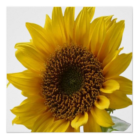 Poster floral Tournesol (Devant)