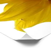Poster floral Tournesol (Coin)