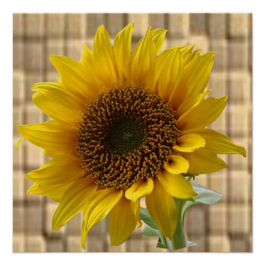 Poster floral Tournesol (Devant)