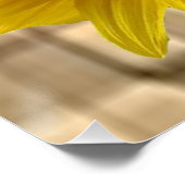 Poster floral Tournesol (Coin)