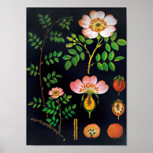 Poster Floral vintage